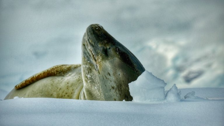 Animals That Eat Seals: Discovering Predators