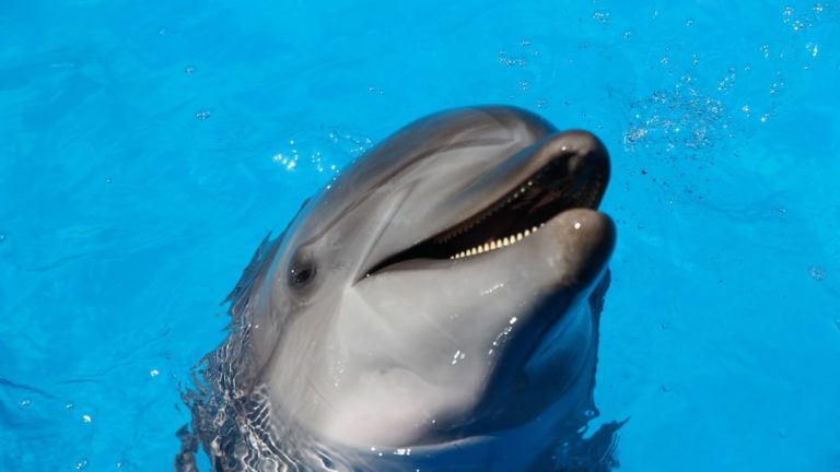 9 Disturbing Facts That Reveal Are Dolphins Mean