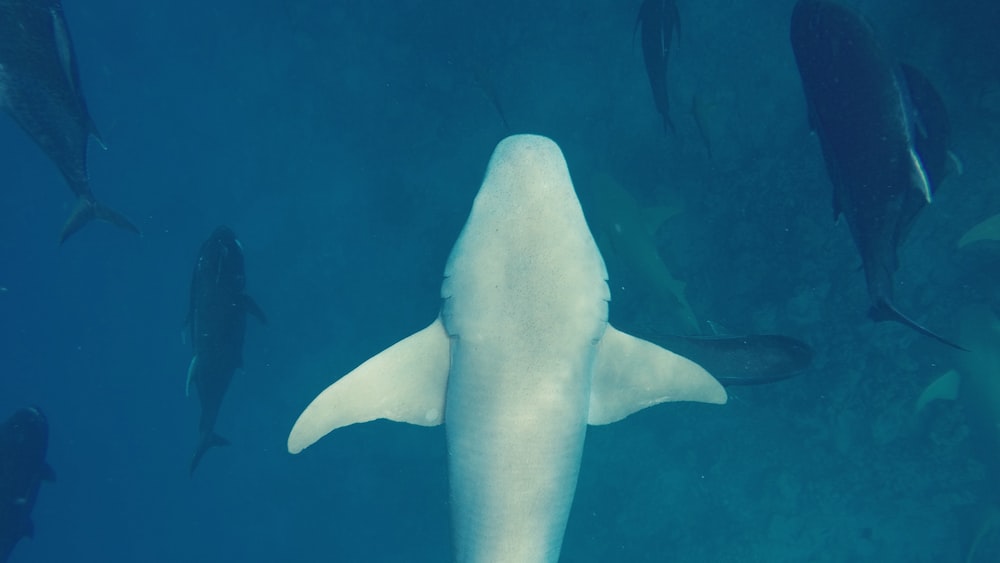 Atlantic Sharpnose Shark Underwater Image