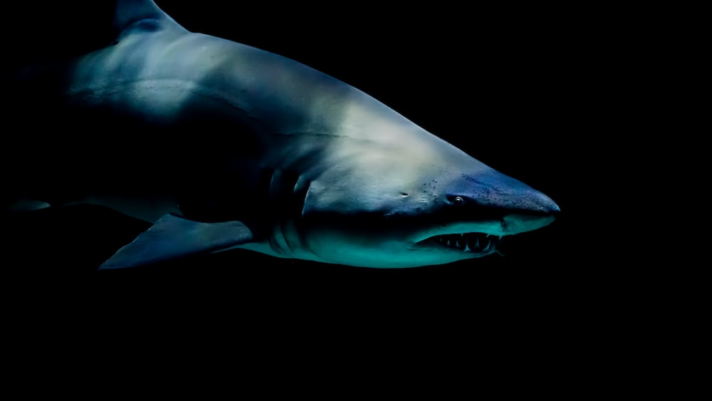 Basking Shark in Moody Gardens: A Terrifyingly Vicious Encounter