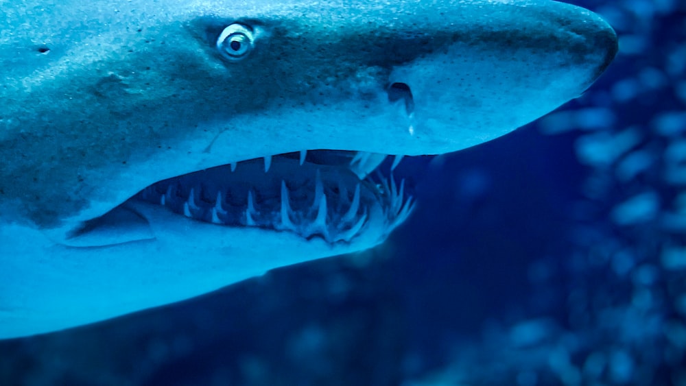 Close-Up of Shark Anatomy: Understanding Jaw Structure