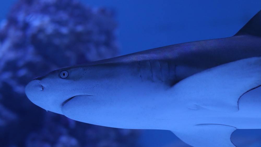 Close-up of Gray Shark Scales