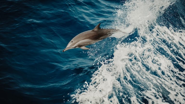 Do Dolphins Eat Stingrays? – Unveiling The Truth