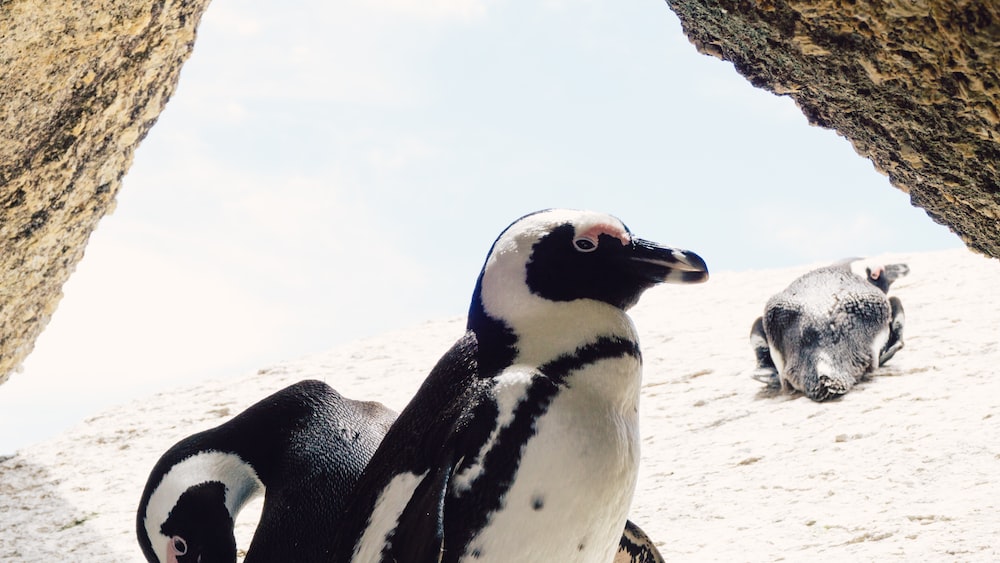Do-Penguins-Eat-Sardines