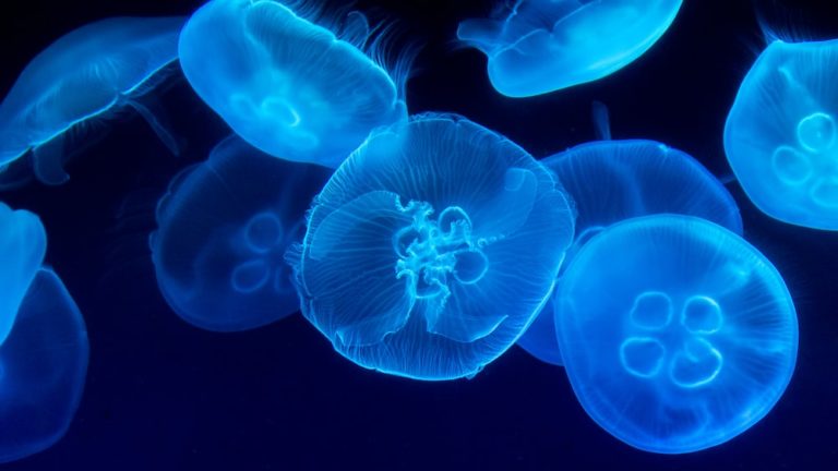 Do Sharks Eat Jellyfish?