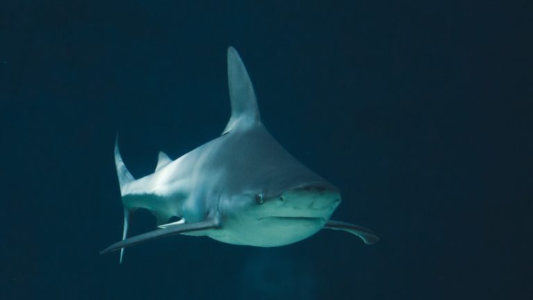 Do Sharks Eat Plants? Discover The Truth Here!