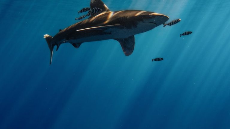 Discovering The Truth: Do Sharks Give Birth?