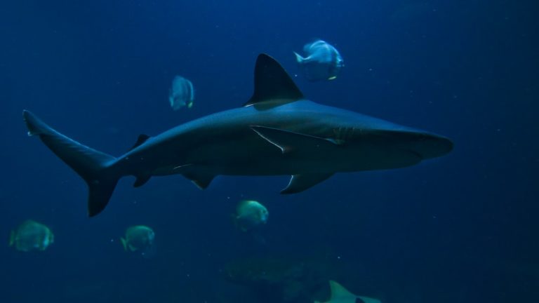 Discovering The Truth: Do Sharks Swim Backwards?