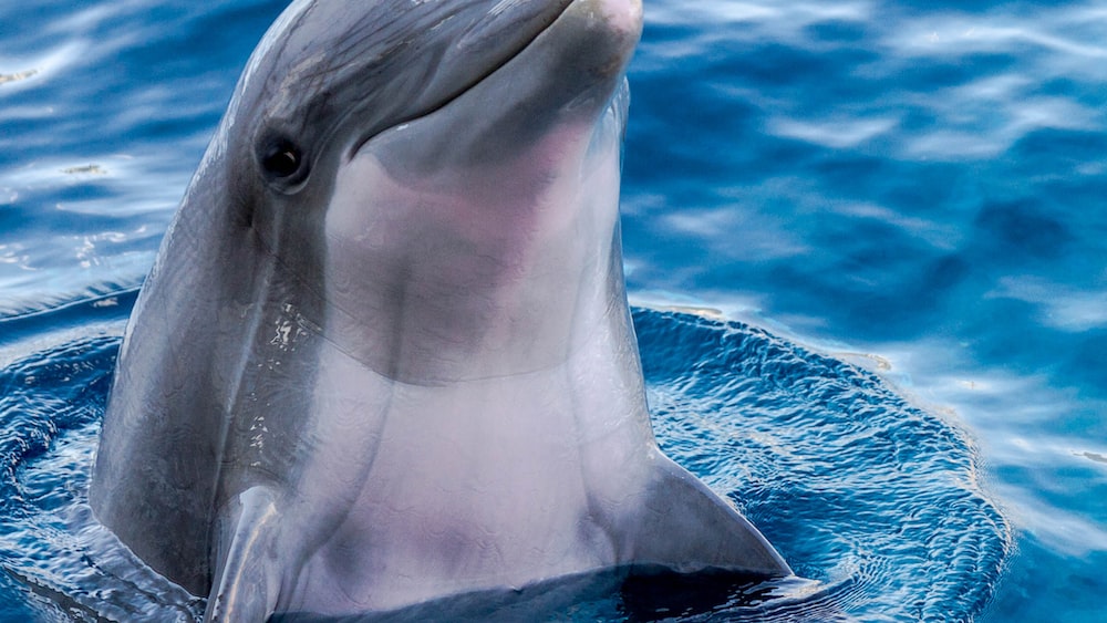 Dolphin Aggression: Awaiting Dolphin in the Aquarium of Genoa