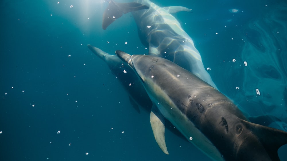 Dolphin Confrontation: Underwater Encounter with Three Dolphins