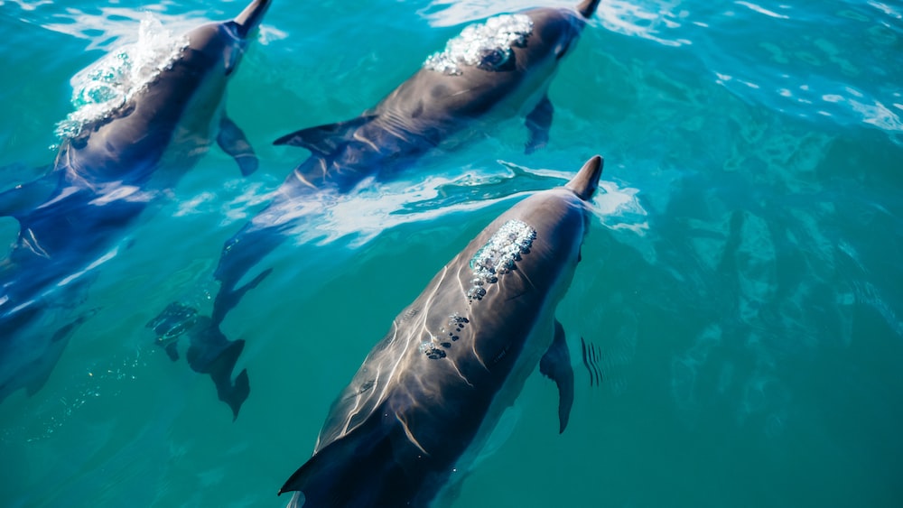 Dolphin Diet: A Trio of Dolphins Swimming in New Zealand Waters