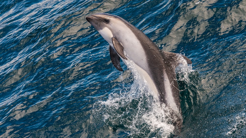 Dolphin Encounter in Daylight