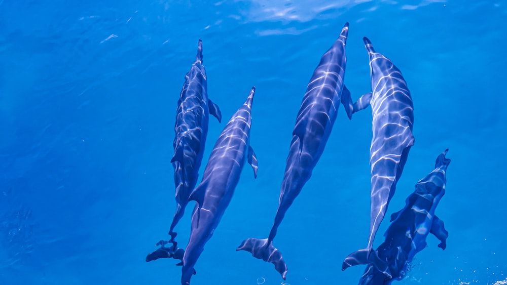 Dolphin Heroics: A Group of Dolphins Swimming