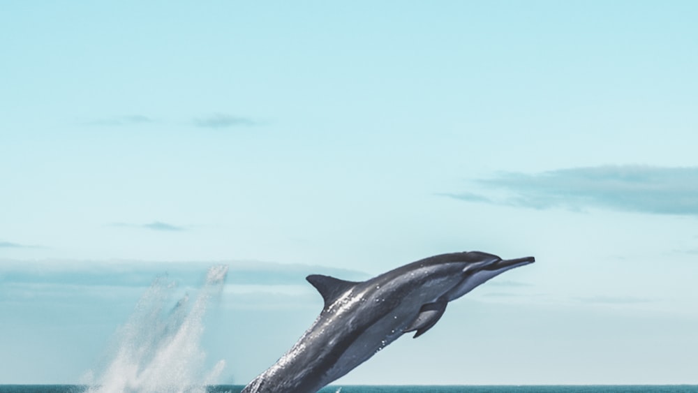 Dolphin Jumping in the Sea: A Glimpse into Their Hunting Behavior