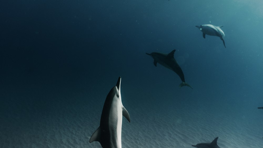 Dolphin Pod Defense: Swimming with Dolphins in Oahu, Hawaii