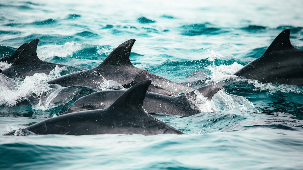Dolphin Pod in Knysna, South Africa