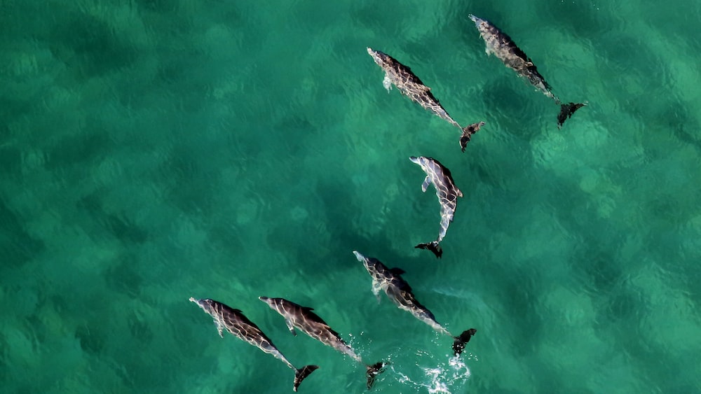 Dolphin Pods in Calm Waters