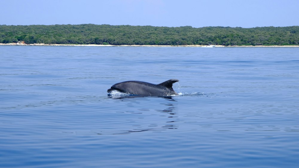 Dolphin Predation in the Adriatic Sea