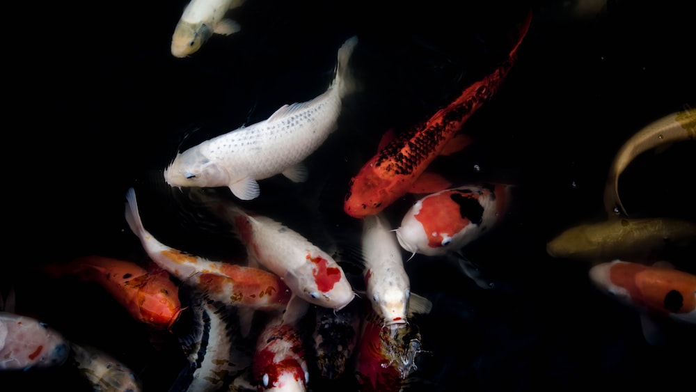 Exploring Anatomical Diversity: Japanese Koi Fish Body Shapes