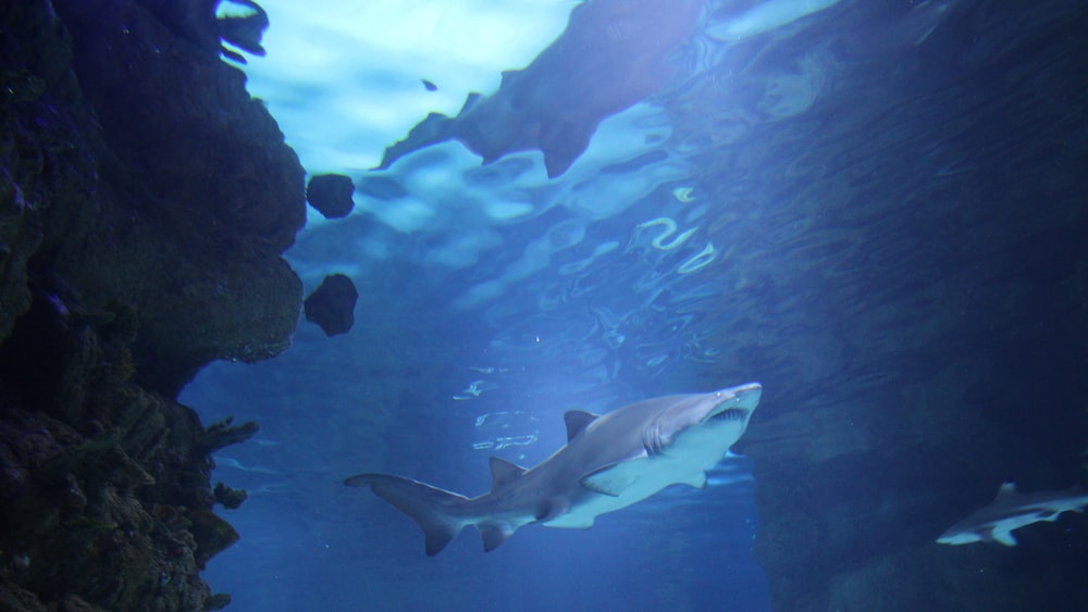 Exploring Angel Shark Habitats: A Shark Swimming in the Water