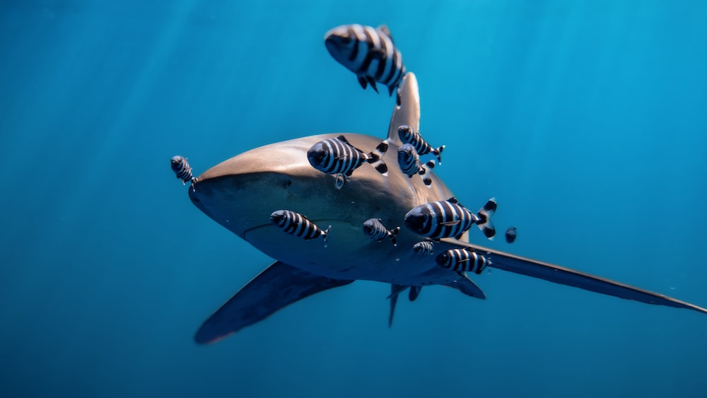 Exploring Shark Senses: Oceanic Whitetip Shark with Pilot Fish in the Red Sea