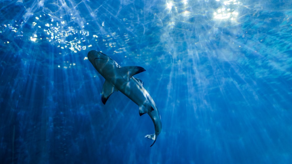 Exploring Shark Species: A Shark Swimming in the Ocean