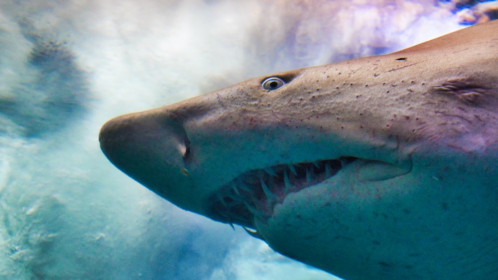 Exploring the Shark Features: Gray Shark at Grand Aquarium Saint Malo