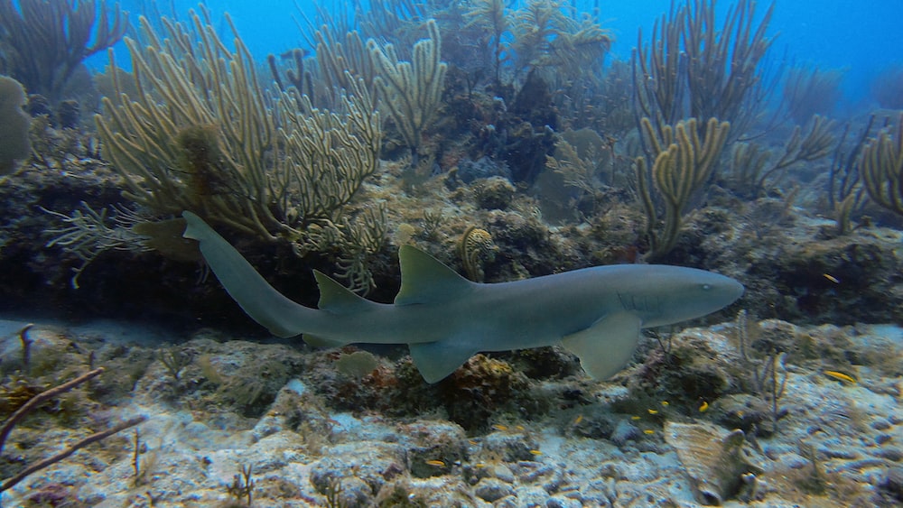 Exploring the Weight of a Nurse Shark in its Coral Reef Habitat