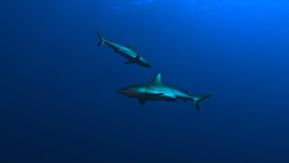 Exploring the World of Chondrichthyes: Grey Reef Sharks Swimming in the Ocean