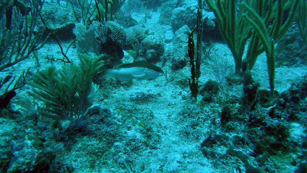 Fish Taxonomy: Coney (Cephalopholis fulva) on Coral Reef