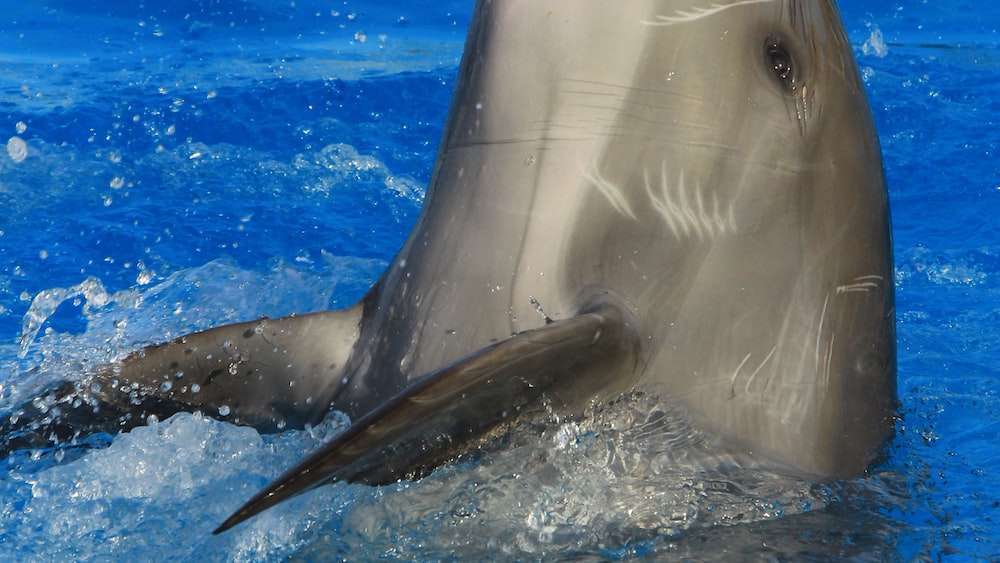 Gray Dolphin in Aggressive Encounter