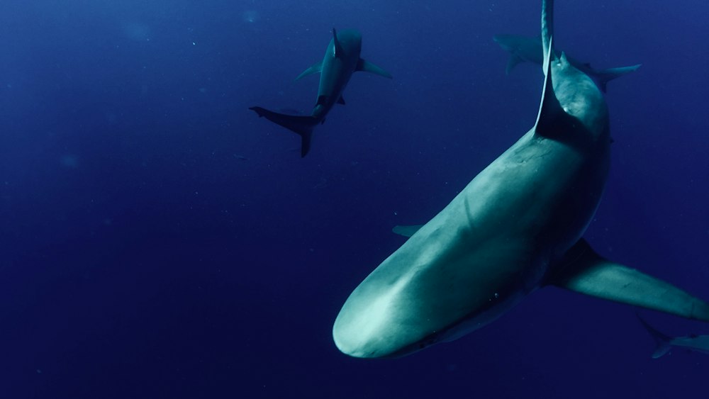 Gray Sharks: Protecting the Ocean's Apex Predators