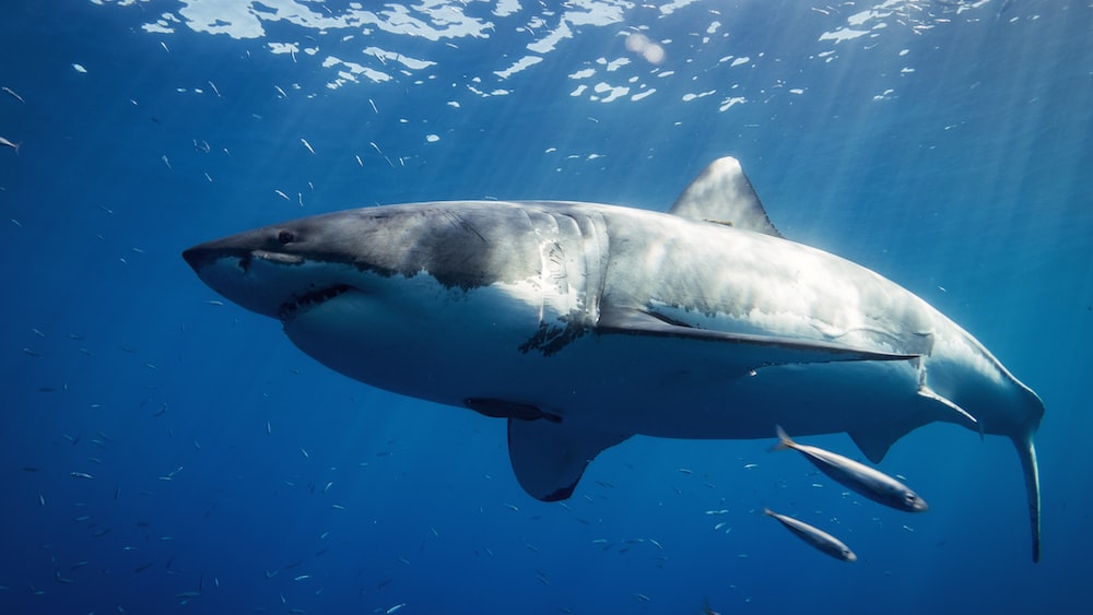 Great White Shark: Majestic Predator of the Deep