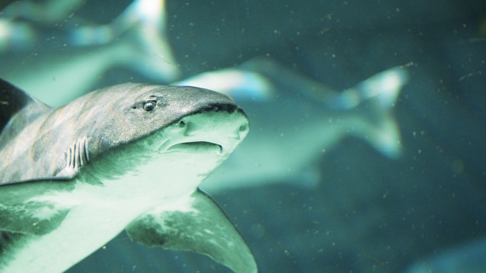 Grey and White Shark: Understanding Shark Safety