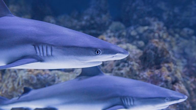 Hammerhead Shark Food Chain: Apex Predator Insights