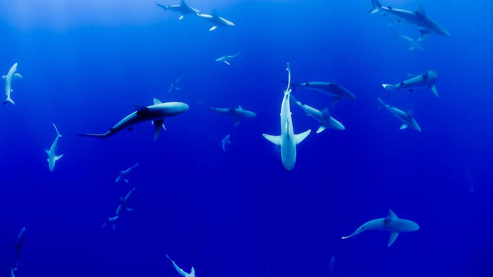 Hammerhead Sharks in their Natural Habitat