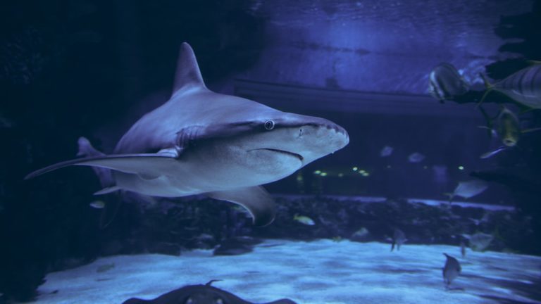 How Does A Shark Adapt To Its Environment: Unveiling The Secrets