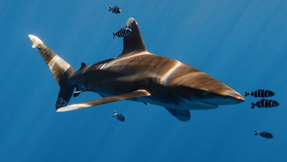 Insight into the Behavior of the Oceanic Whitetip Shark in the Red Sea