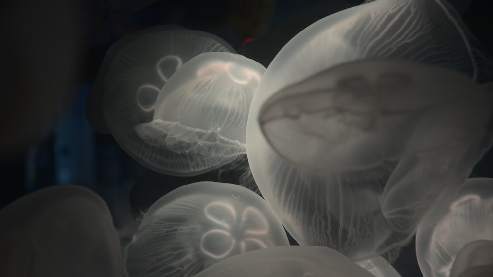 Jellyfish Blooms: Underwater Photo