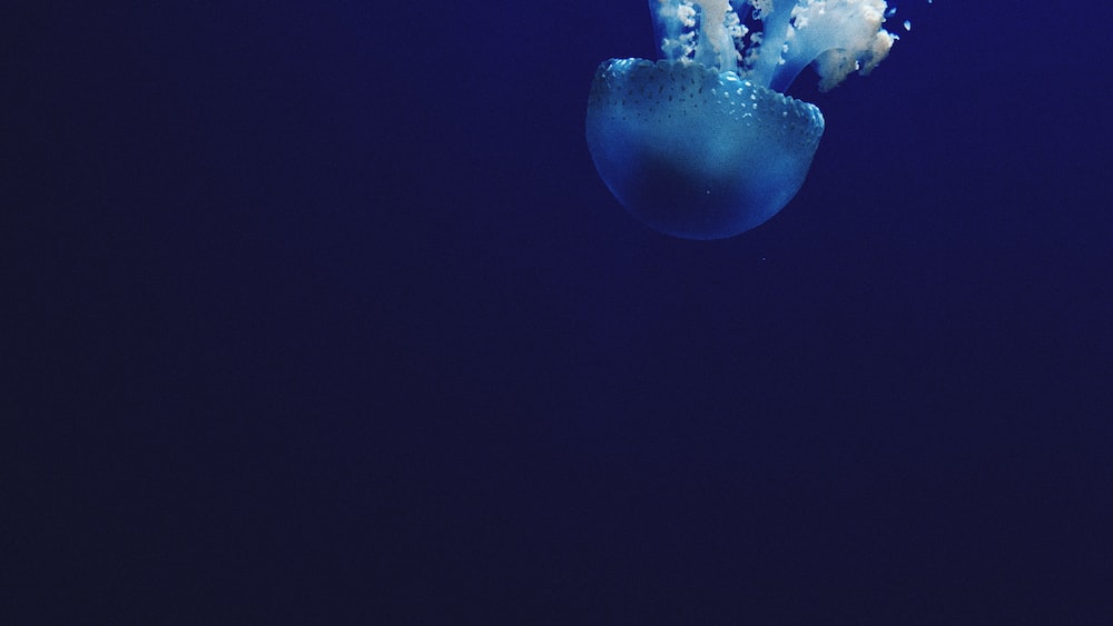 Jellyfish in their natural habitat