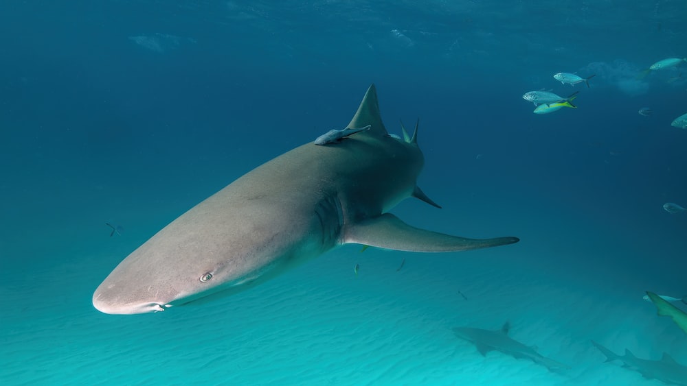 Lemon Shark: Gray Shark Underwater