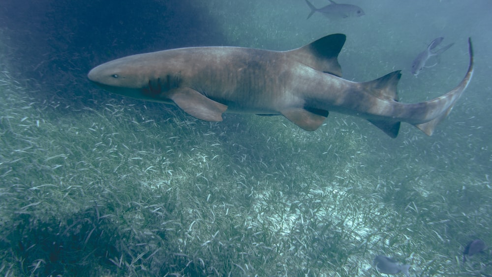 Nurse Shark in Hol Chan Marine Reserve, Belize