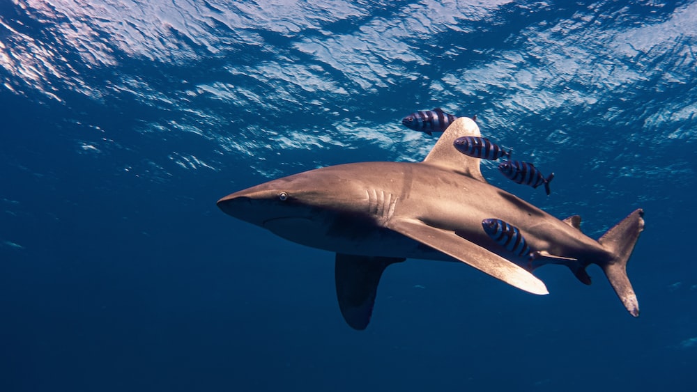Oceanic Whitetip Shark and Pilot Fish in Red Sea: A Glimpse into Shark Reproduction