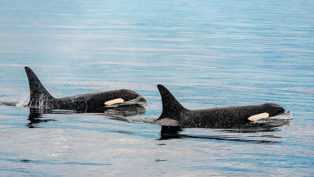 Orcas Predation: Two Black and White Orcas Swimming