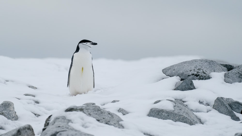 Penguin Feeding Time: Adorable penguin standing on snow