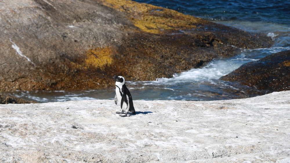 Penguin Predation: A Penguin Near the Ocean