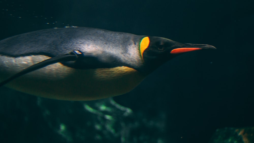 Penguin Predation: King Penguin in Focus