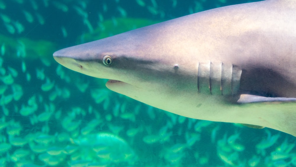 Preserving Shark Populations: A Close-Up of Shark Conservation