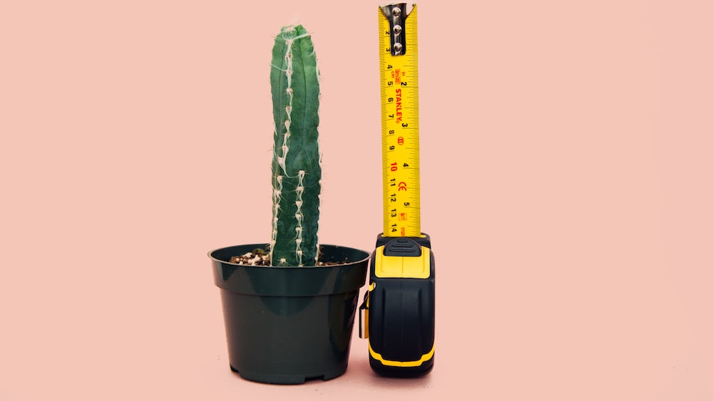 Reproduction: The Size of a Green Cactus Beside a Tape Measure