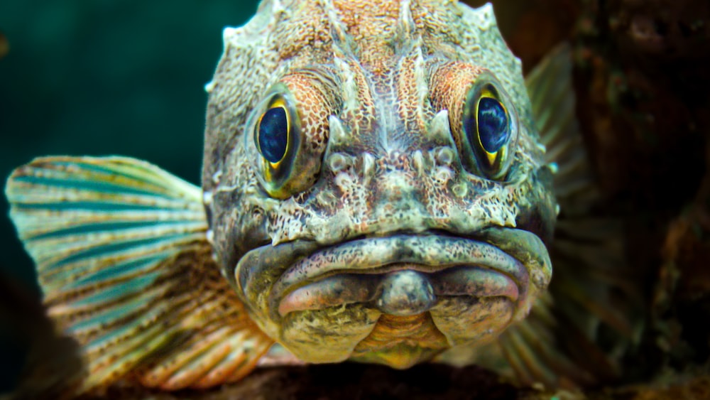 Saltwater Fish: Rock Cod - A Close-Up View